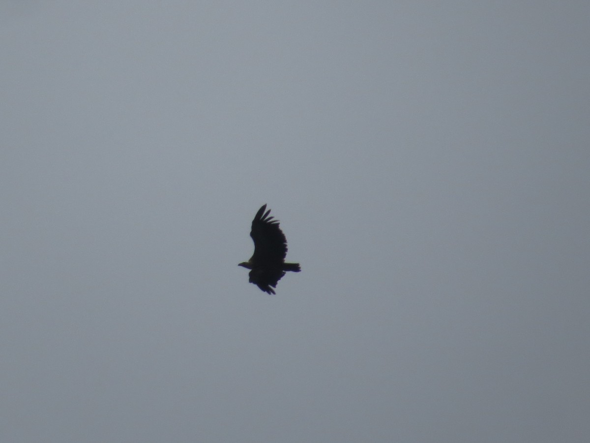 Eurasian Griffon - ML637934553