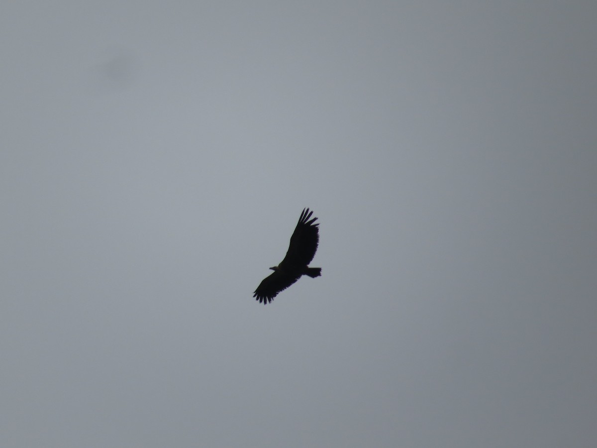 Eurasian Griffon - ML637934554