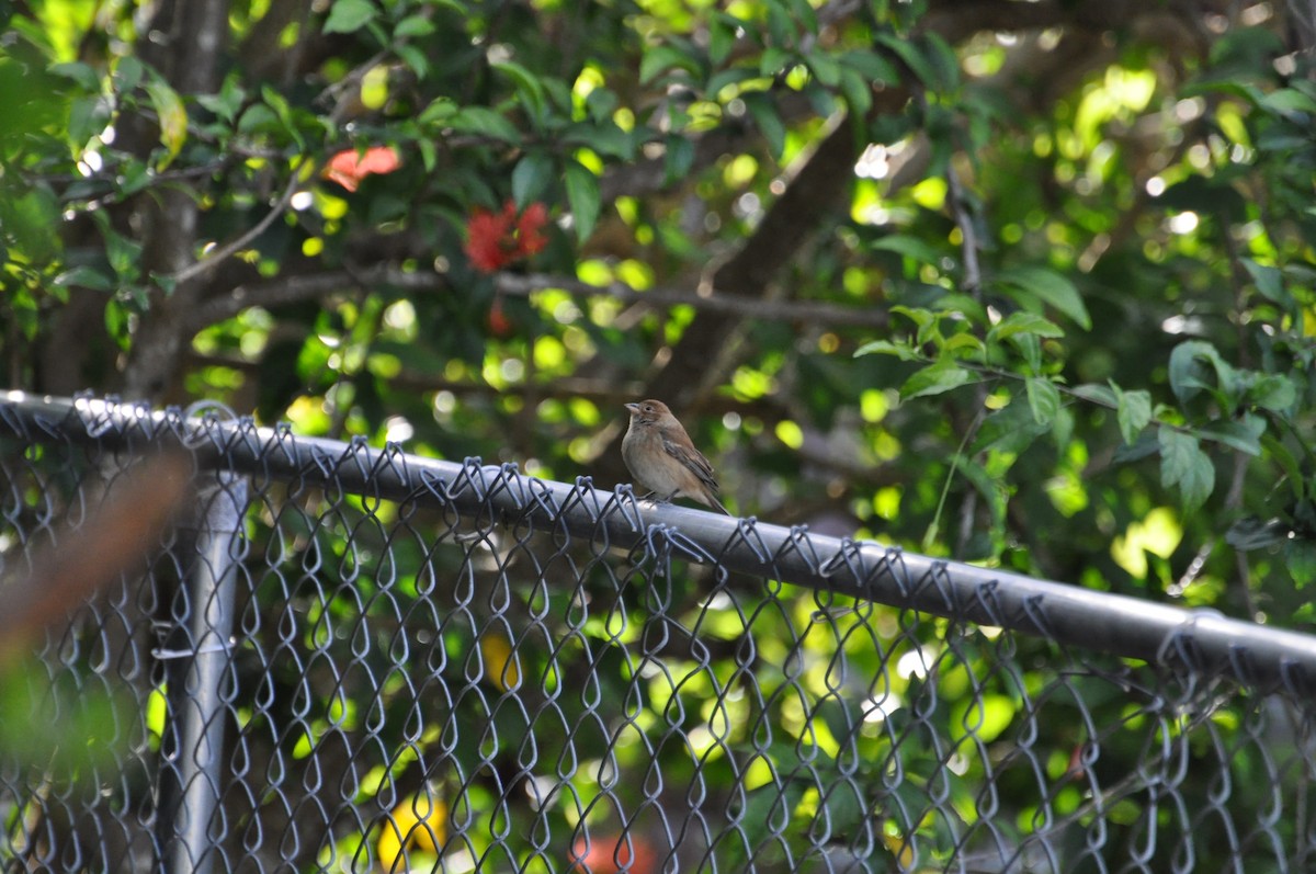 Indigo Bunting - ML637934564