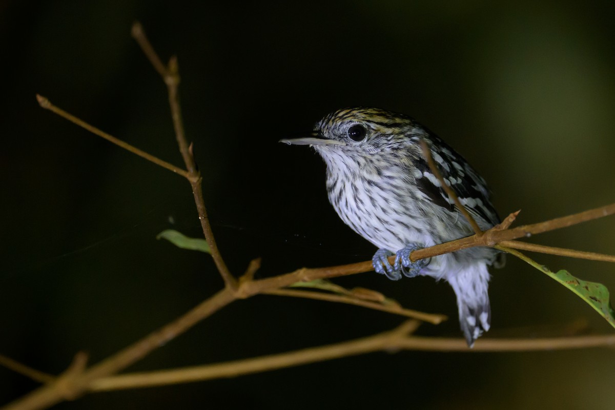 Amazonian Streaked-Antwren - ML637934604