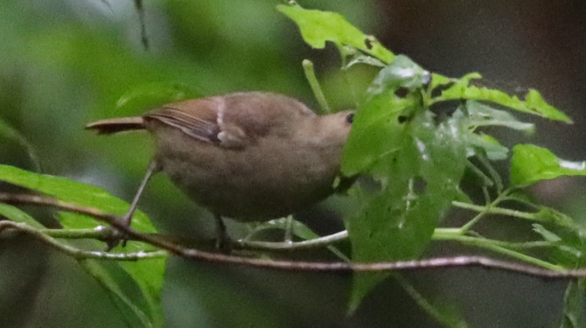 Large-billed Scrubwren - ML637934682
