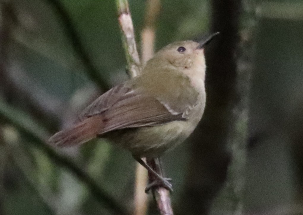 Large-billed Scrubwren - ML637934683
