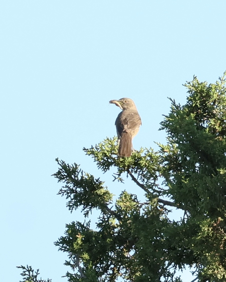 Bendire's Thrasher - ML637934686