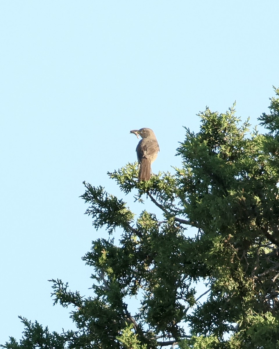 Bendire's Thrasher - ML637934687