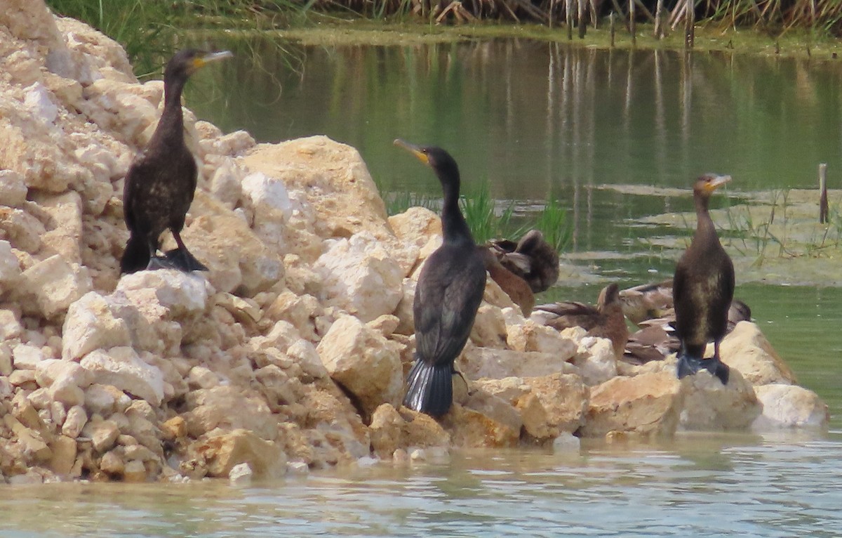 Great Cormorant - ML637934691