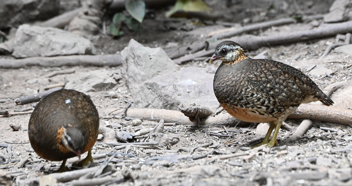 Scaly-breasted Partridge - ML637934872