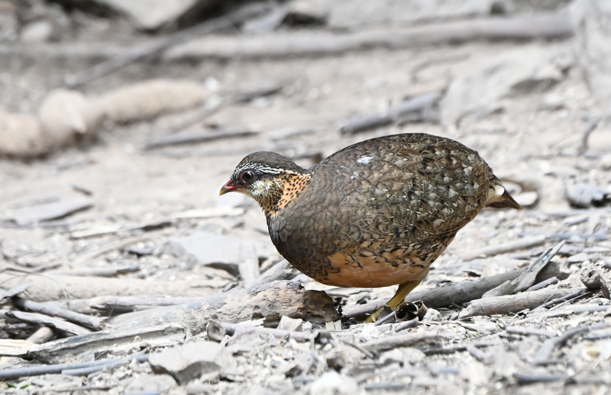Scaly-breasted Partridge - ML637934895