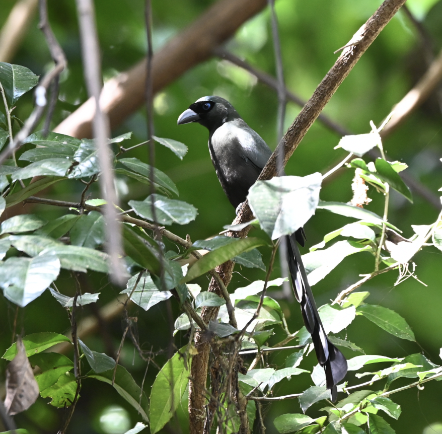 Racket-tailed Treepie - ML637934916