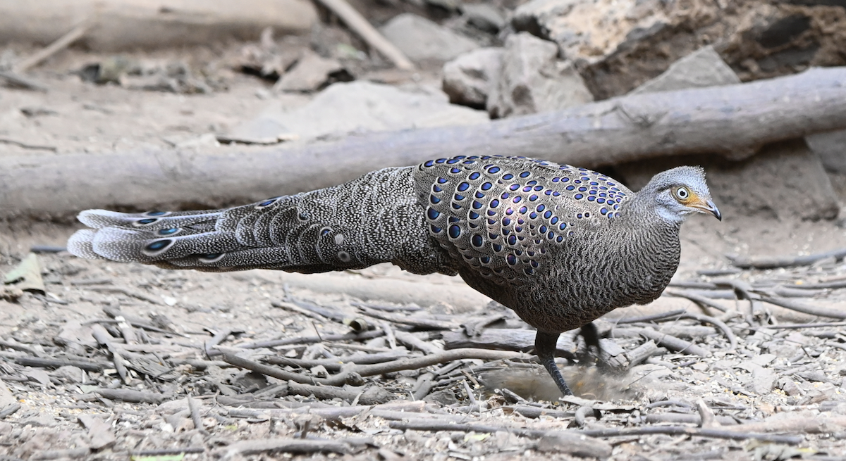 Gray Peacock-Pheasant - ML637934929