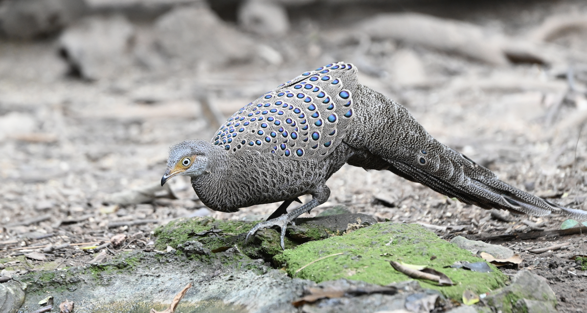 Gray Peacock-Pheasant - ML637934933