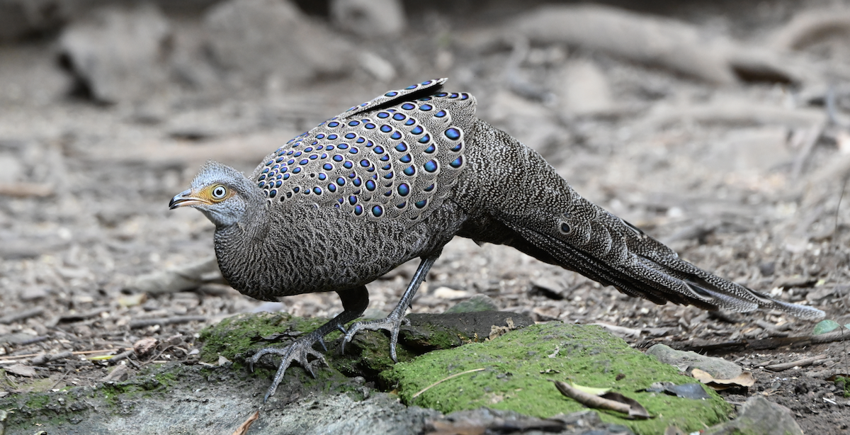 Gray Peacock-Pheasant - ML637934938