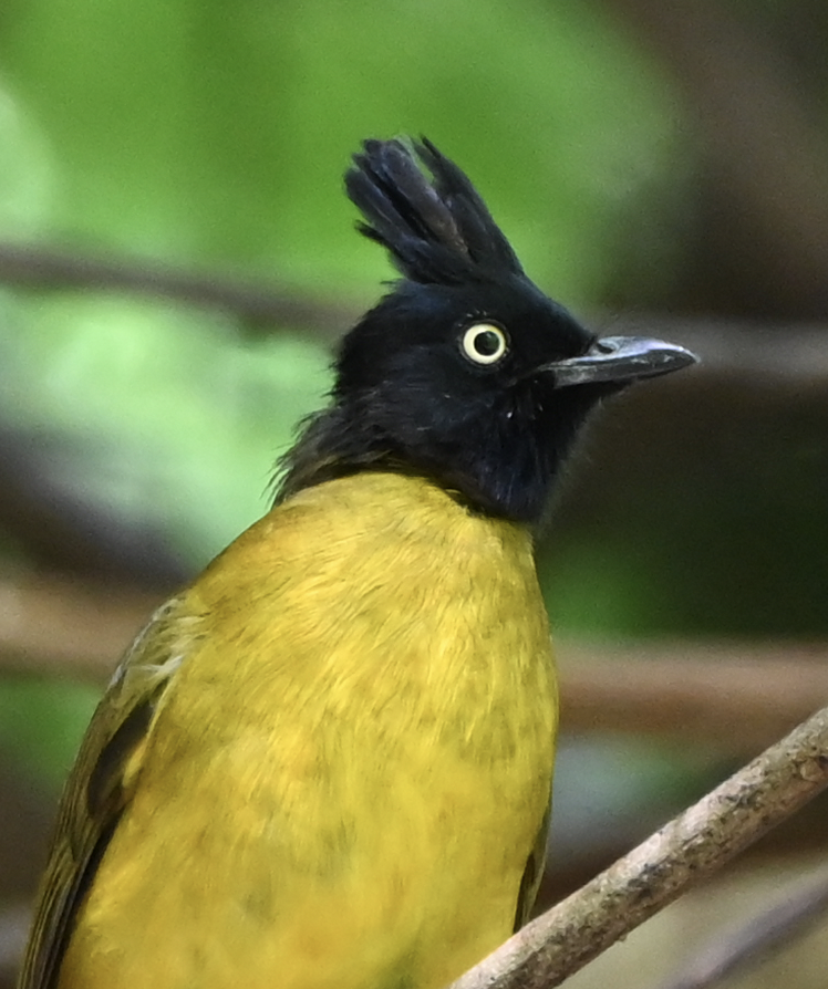 Bulbul à huppe noire - ML637934967