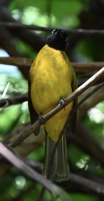 Bulbul à huppe noire - ML637934972