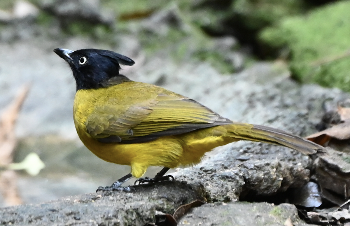 Bulbul à huppe noire - ML637934973