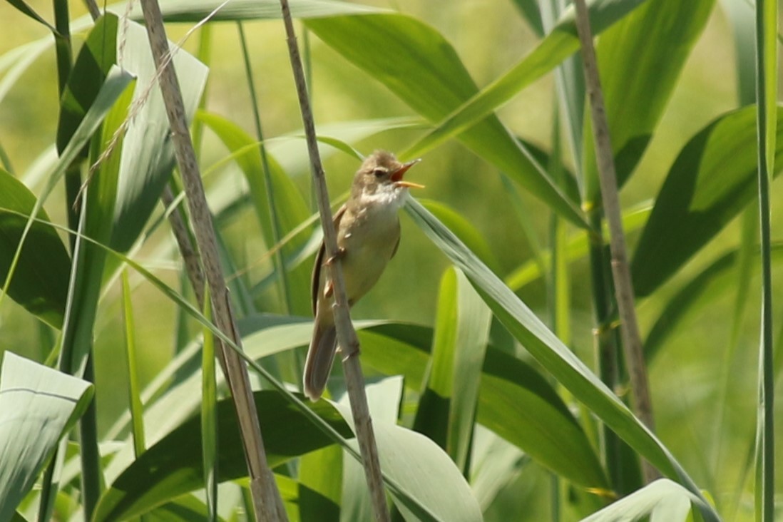 Marsh Warbler - ML637934974