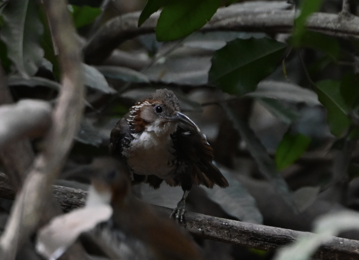 Large Scimitar-Babbler - ML637935000