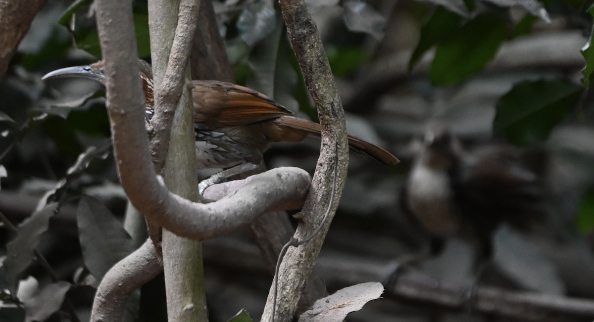 Large Scimitar-Babbler - ML637935003