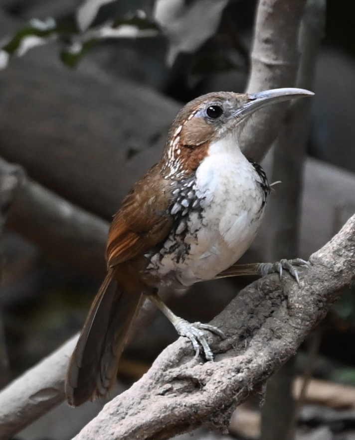 Large Scimitar-Babbler - ML637935005