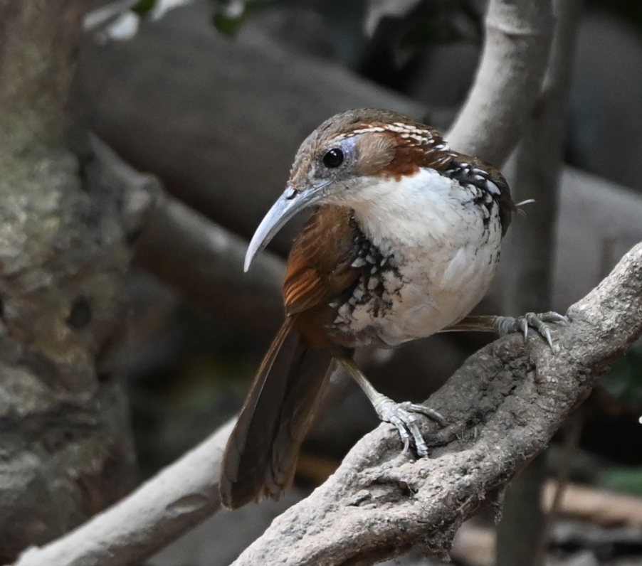 Large Scimitar-Babbler - ML637935009