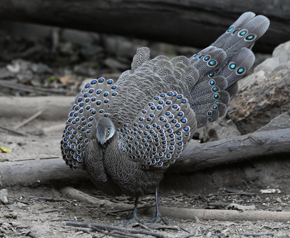 Gray Peacock-Pheasant - ML637935058