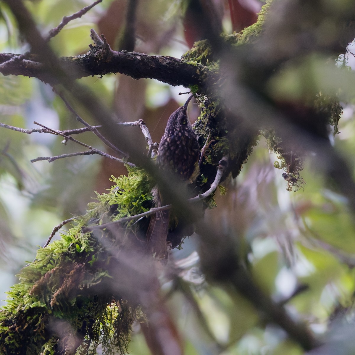 Bar-tailed Treecreeper - ML637935068