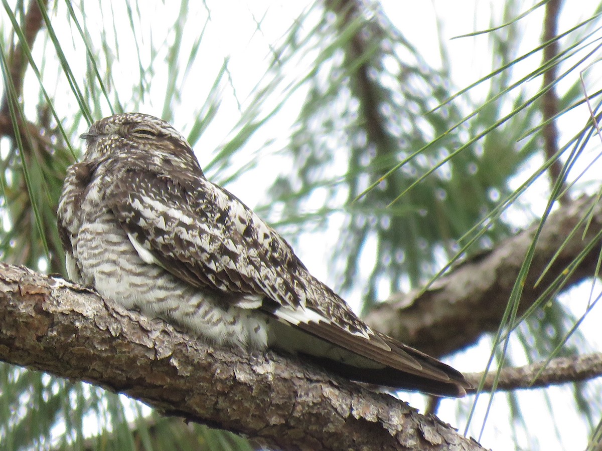 Common Nighthawk - ML637935118