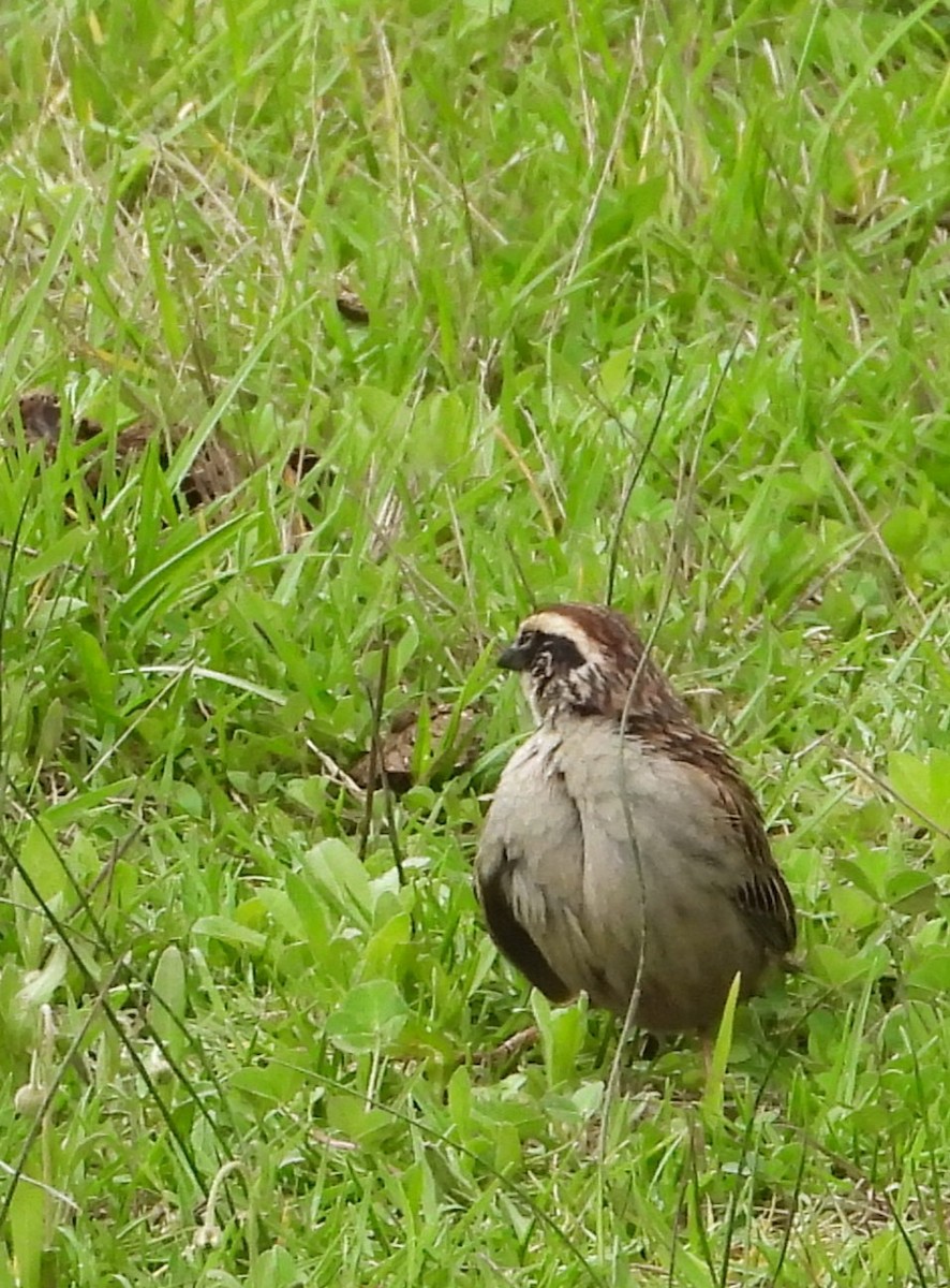 Striped Sparrow - ML637935134