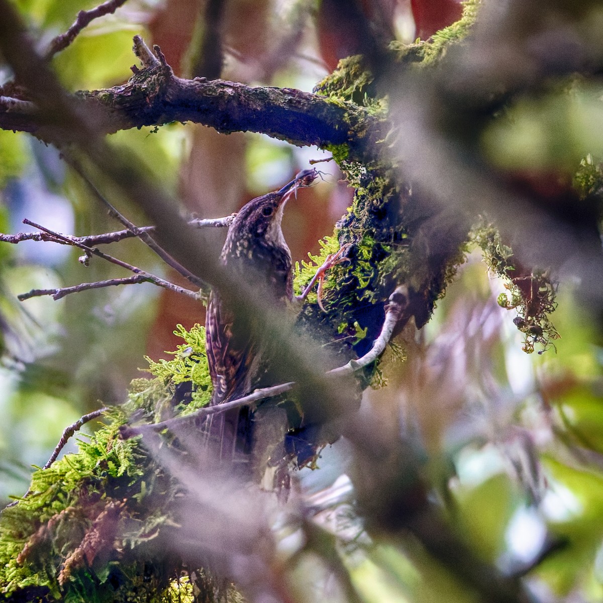 Bar-tailed Treecreeper - ML637935137