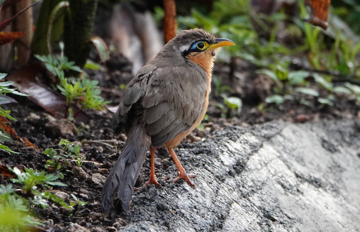 Lesser Ground-Cuckoo - ML637935149