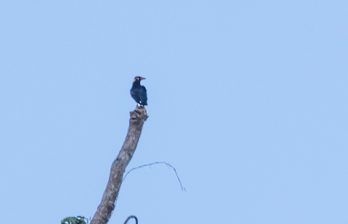Common Hill Myna - ML637935150