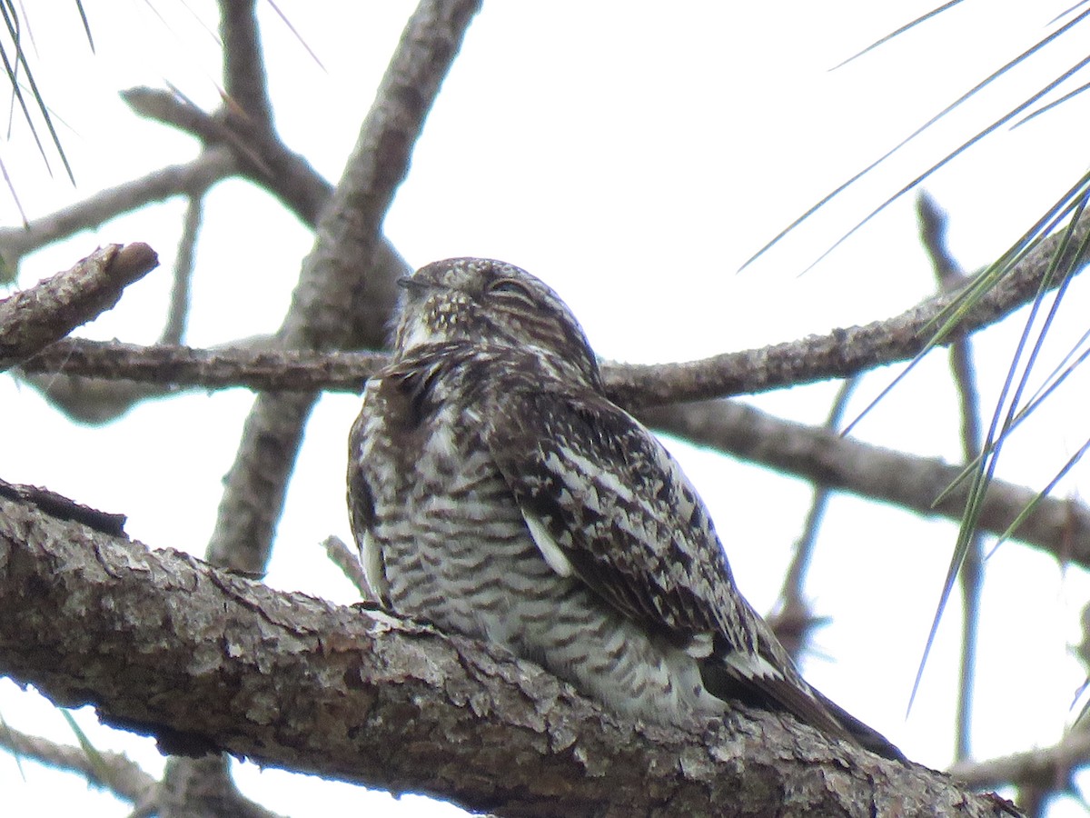 Common Nighthawk - ML637935185