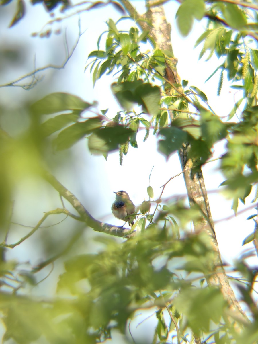 Bluethroat - ML637935194