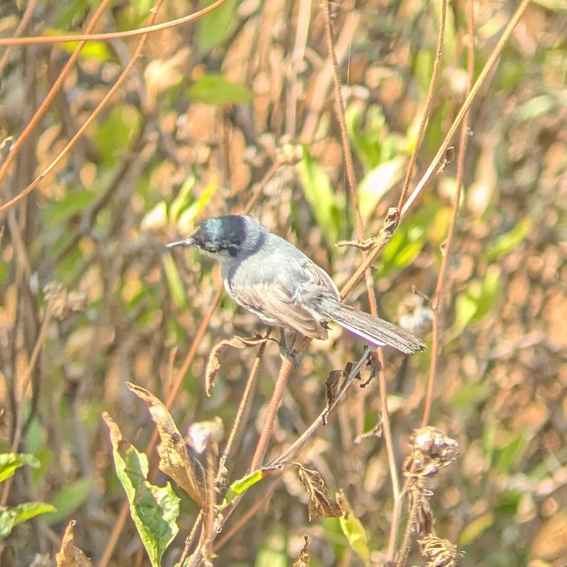 California Gnatcatcher - ML637935200