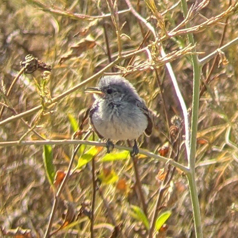 California Gnatcatcher - ML637935208