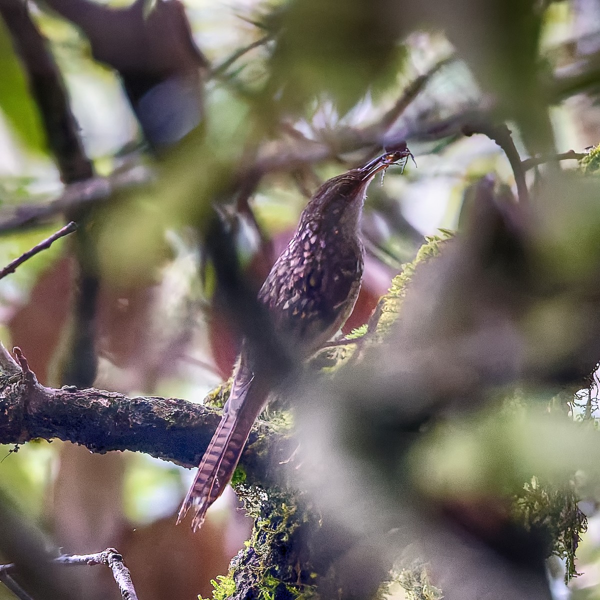 Bar-tailed Treecreeper - ML637935210