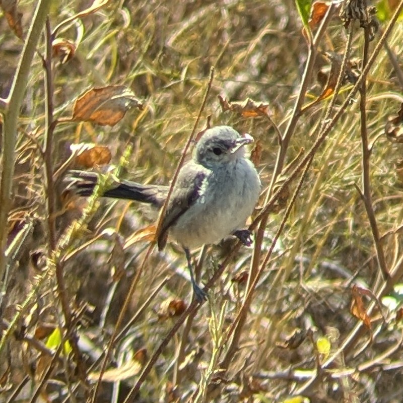 California Gnatcatcher - ML637935211