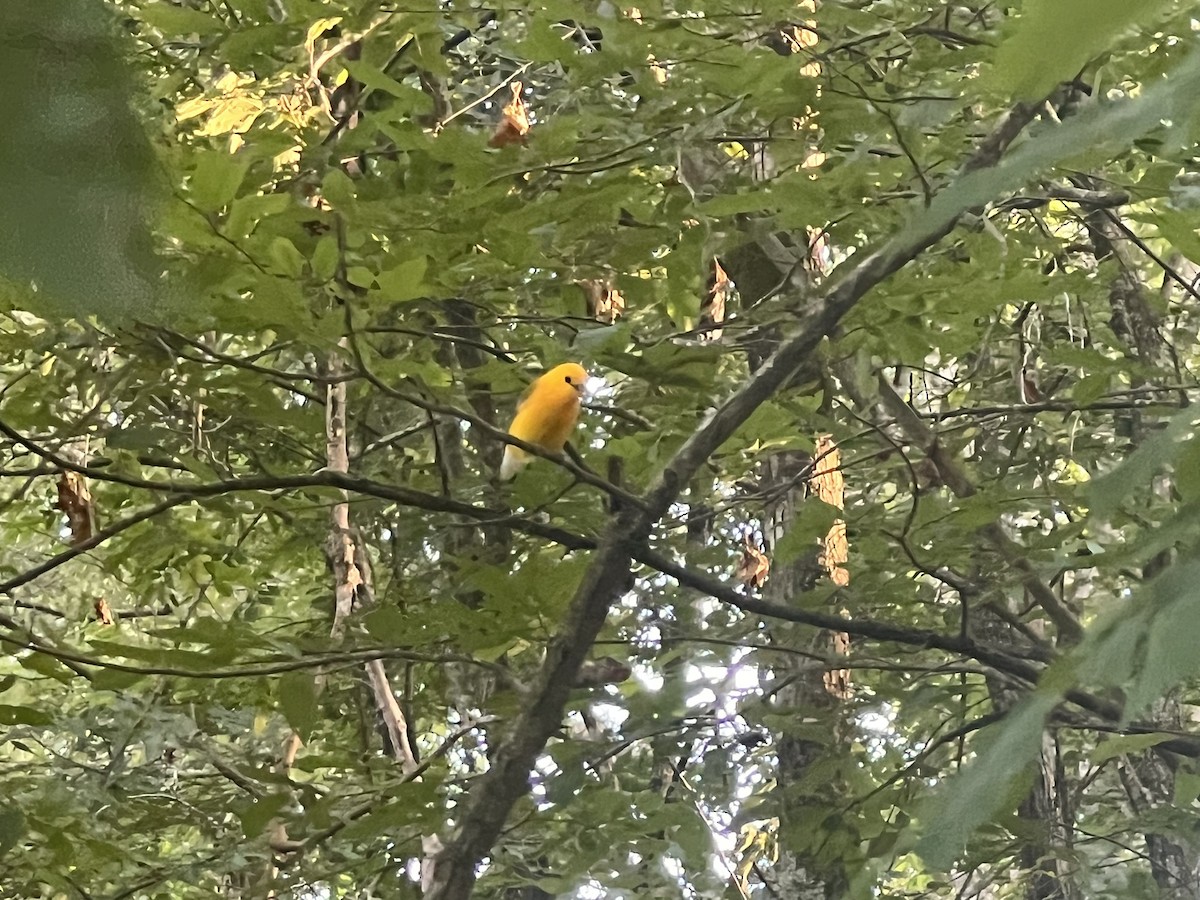Prothonotary Warbler - ML637935217