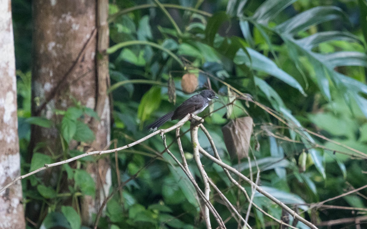 Malaysian Pied-Fantail - ML637935222