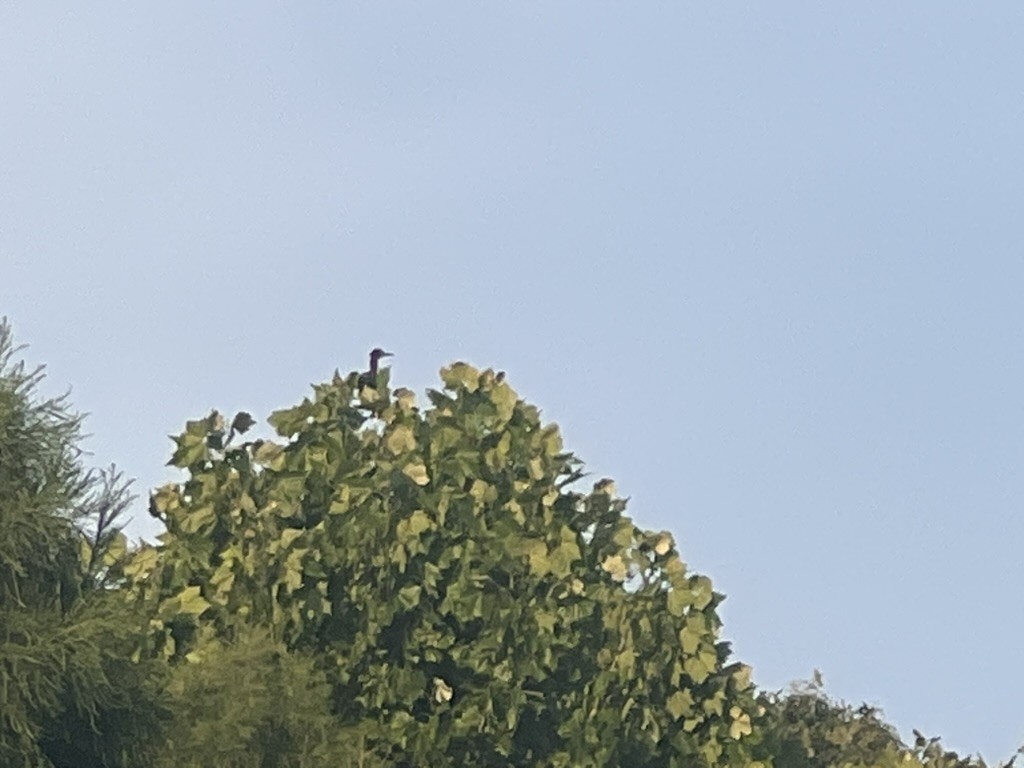 Green Heron - ML637935223