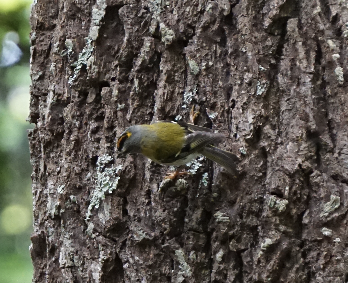 Madeira Firecrest - ML637935235
