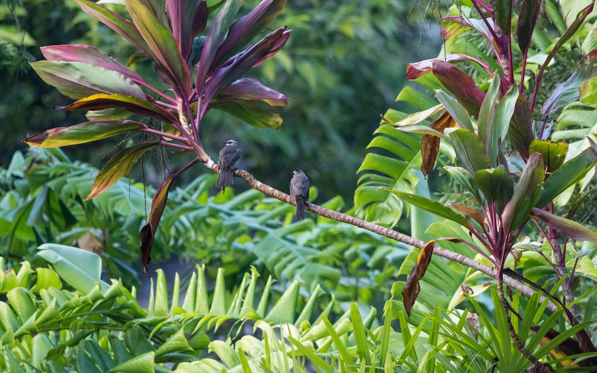 Yellow-vented Bulbul - ML637935237