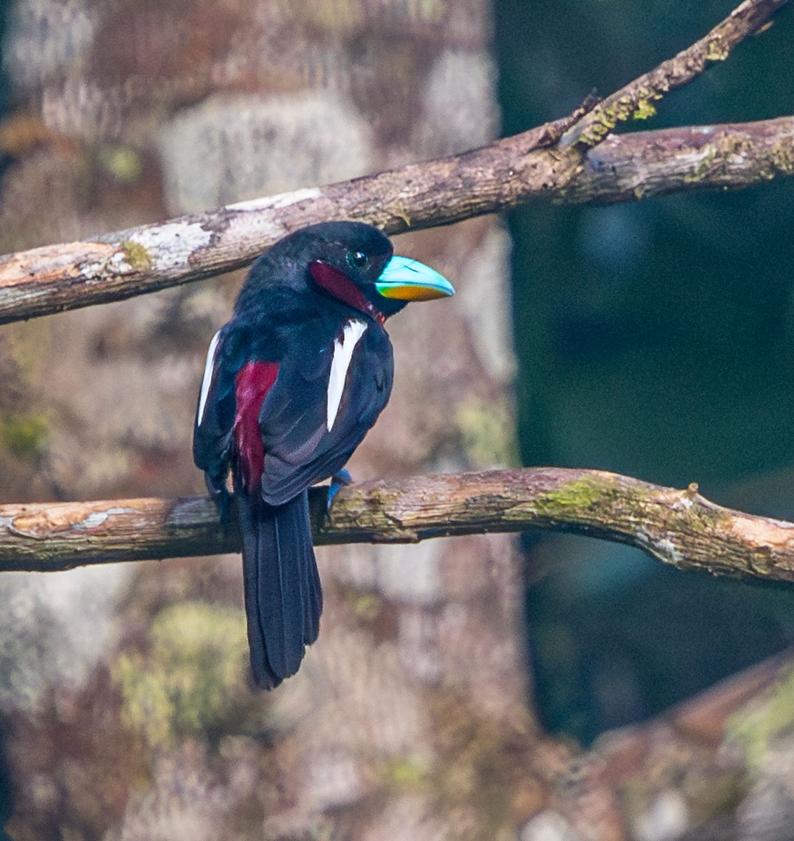 Black-and-red Broadbill - ML637935253
