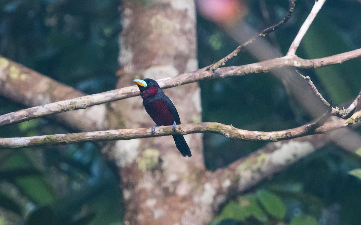 Black-and-red Broadbill - ML637935265
