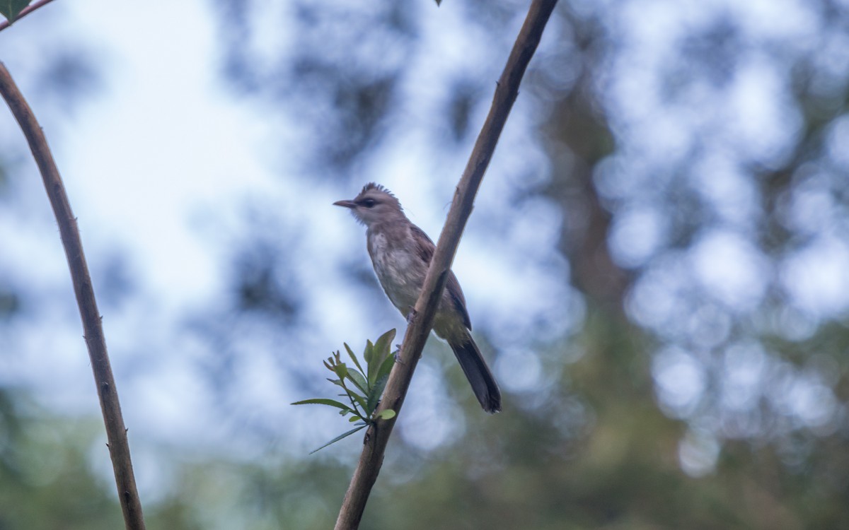 Yellow-vented Bulbul - ML637935286