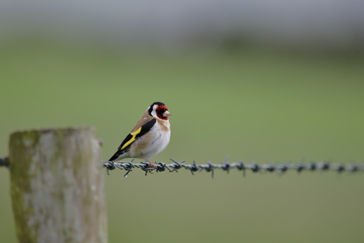 European Goldfinch - ML637935289