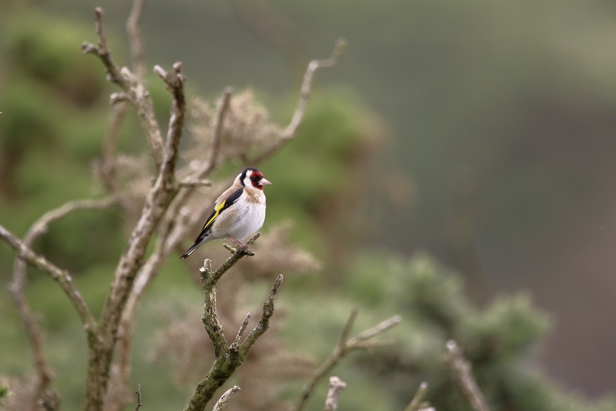 European Goldfinch - ML637935290