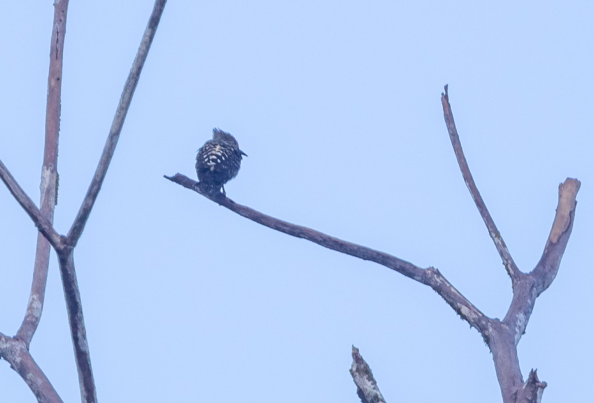 Buff-rumped Woodpecker - ML637935291