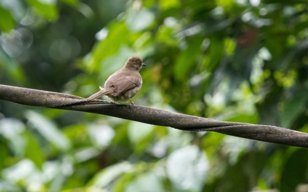 Cream-vented Bulbul - ML637935306