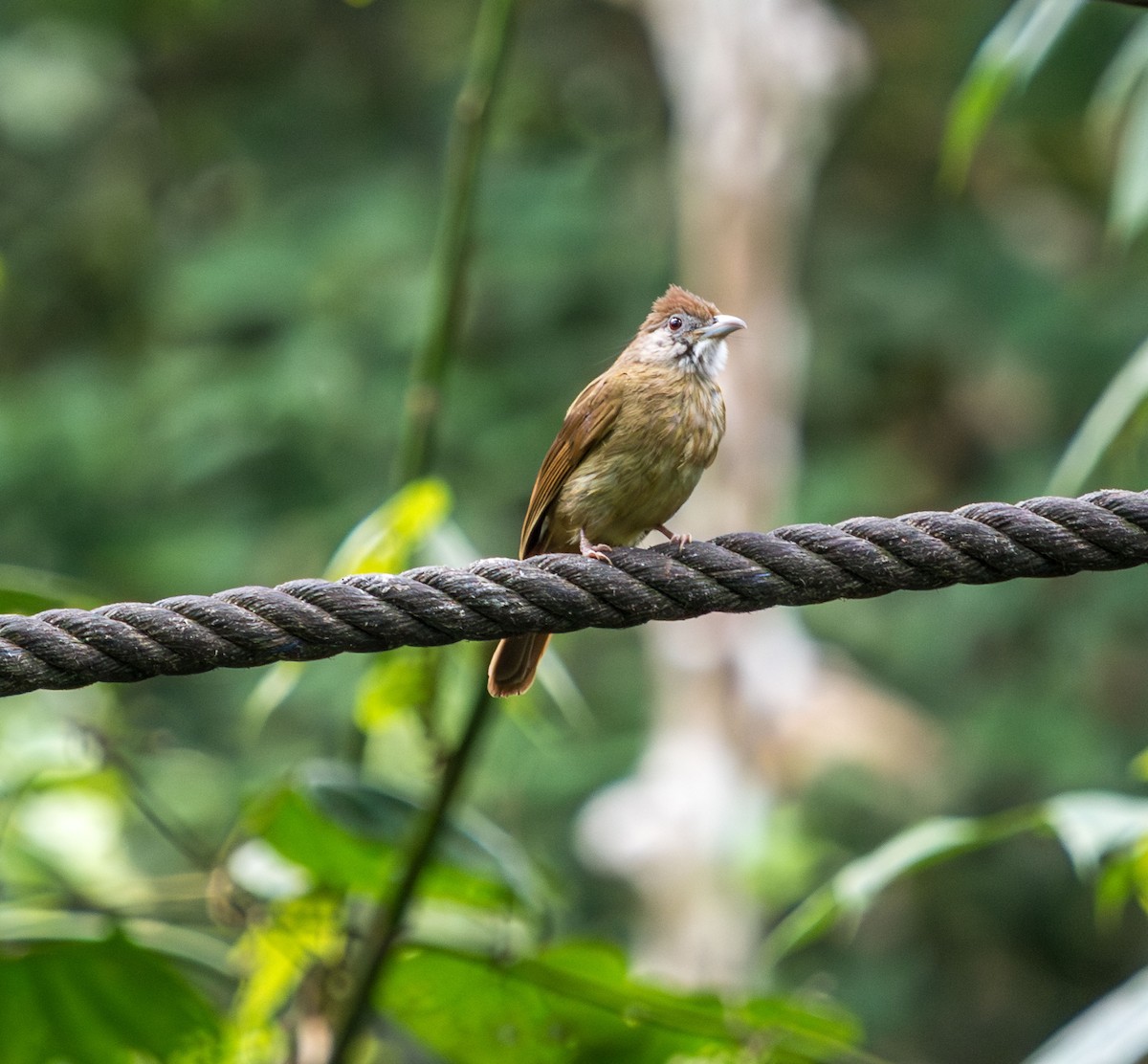 Gray-cheeked Bulbul - ML637935317