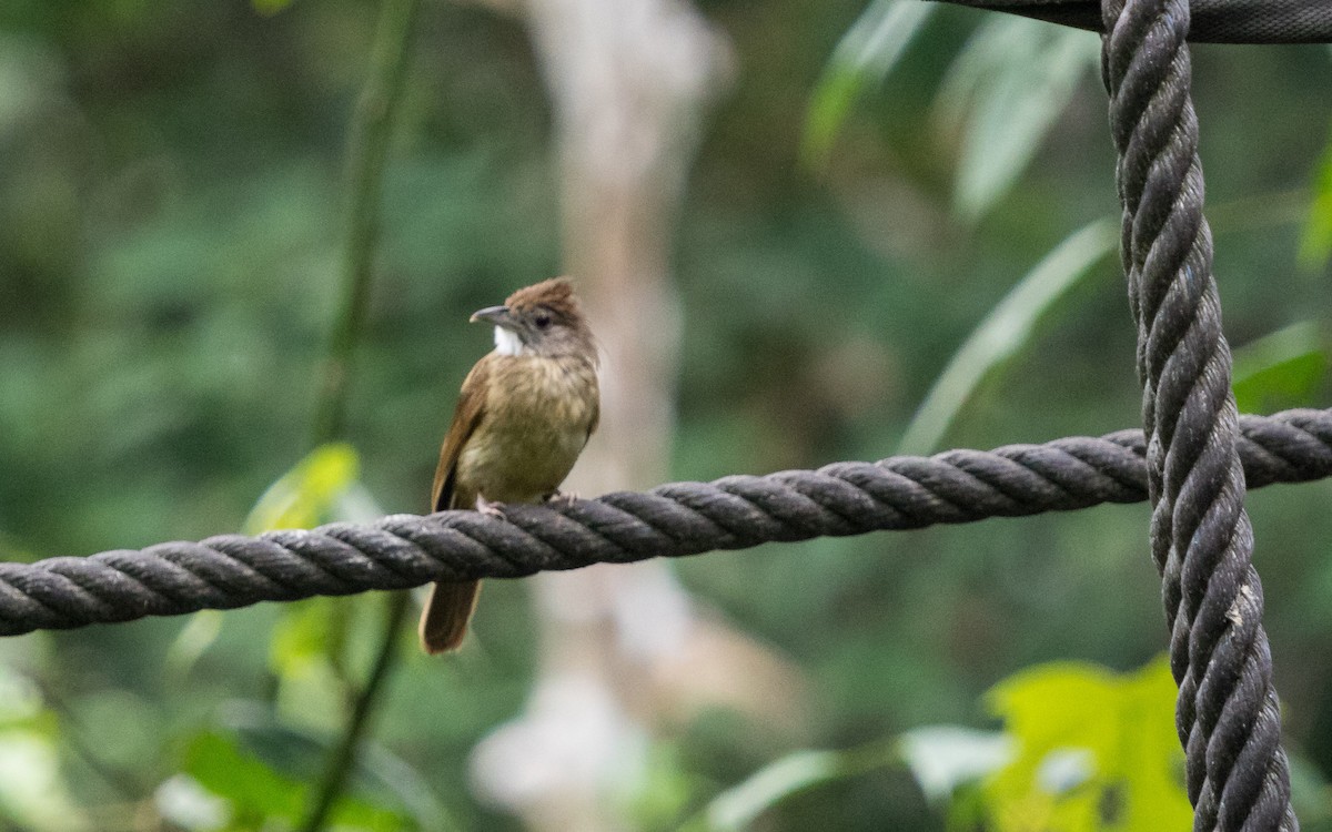 Gray-cheeked Bulbul - ML637935333